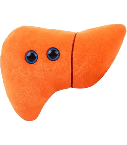 Amazon.com: GIANT MICROBES Liver Plush Keychain – Anatomical Organ